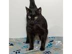 Lucy, Domestic Shorthair For Adoption In Troy, Ohio