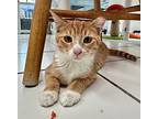 Casey, Domestic Shorthair For Adoption In Atascadero, California