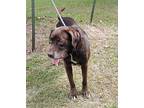 Hulk, Labrador Retriever For Adoption In Barnwell, South Carolina