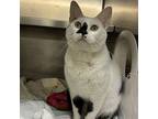 Vincent P, Domestic Shorthair For Adoption In Richmond, Virginia