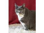 Minnow, Domestic Shorthair For Adoption In Flint Hill, Virginia