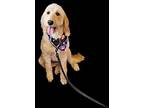 Indie, Golden Retriever For Adoption In Penrose, Colorado