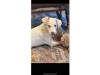 Moon, Labrador Retriever For Adoption In Royse City, Texas