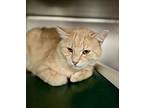 Hickory, Domestic Shorthair For Adoption In Gillette, Wyoming