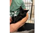 Cyrus, Domestic Shorthair For Adoption In Irwin, Pennsylvania