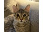 Lexi, Domestic Shorthair For Adoption In Skokie, Illinois