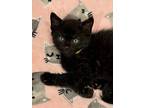 Vanderbilt (college Kittens), Domestic Shorthair For Adoption In Alexandria