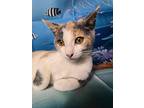 Queeny, Domestic Shorthair For Adoption In Greensburg, Pennsylvania