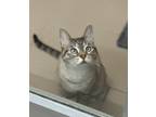 Lucy, Domestic Shorthair For Adoption In Arlington, Virginia