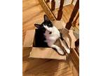 Mr Smiley, Domestic Shorthair For Adoption In Highland Park, New Jersey