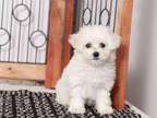 Perfect Companion M/F Bichon Frise Puppies Ready