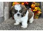 Shih Tzu Puppy for sale in Fort Wayne, IN, USA