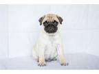 Pug Puppy for sale in South Bend, IN, USA