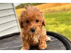 Maltipoo Puppy for sale in Dayton, OH, USA