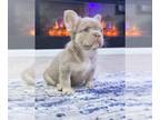 French Bulldog PUPPY FOR SALE ADN-832642 - Isabella and Tan Fluffy Future Stud