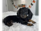 Dachshund PUPPY FOR SALE ADN-832301 - Miniature Dachshund