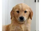 Golden Retriever PUPPY FOR SALE ADN-832615 - ACA Golden Retriever