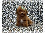 Poodle (Toy) PUPPY FOR SALE ADN-832484 - Scarlet