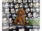 Cavapoo PUPPY FOR SALE ADN-832379 - Adorable F1b Cavapoo Puppy