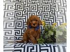 Cavapoo PUPPY FOR SALE ADN-832377 - Adorable F1b Cavapoo Puppy