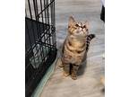 Chrissy, Domestic Shorthair For Adoption In Bloomington, Indiana