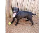 Clay, Labrador Retriever For Adoption In Kennesaw, Georgia