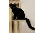 Nox, Domestic Mediumhair For Adoption In Sunnyvale, California