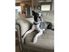 Wally, Boston Terrier For Adoption In Plano, Texas