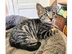 Marcel, Domestic Shorthair For Adoption In San Francisco, California