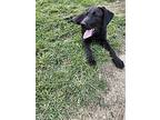 Kent, Labrador Retriever For Adoption In Athens, Tennessee