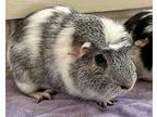 Piper, Guinea Pig For Adoption In Novato, California