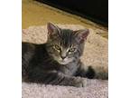 Finley, Domestic Shorthair For Adoption In Carlinville, Illinois