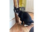 Fiona, Domestic Shorthair For Adoption In Cumberland, Maine