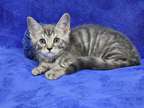 Black Brown Tabby Male Maine Coon