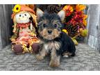 Yorkshire Terrier Puppy for sale in Fort Wayne, IN, USA