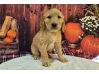 Golden Retriever Puppy for sale in Fort Wayne, IN, USA