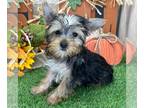 Yorkshire Terrier PUPPY FOR SALE ADN-832828 - Text7728991124