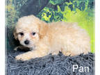 Poodle (Toy) PUPPY FOR SALE ADN-832807 - Boy poodle