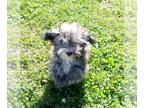 Havanese PUPPY FOR SALE ADN-832781 - Fudge