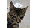 Dimitri, Domestic Shorthair For Adoption In Raleigh, North Carolina