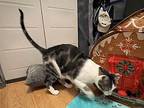 Tedmond, Domestic Shorthair For Adoption In Missouri City, Texas