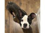 Pipsqueak, Boston Terrier For Adoption In Newport, Kentucky