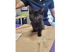 Peanuts, Domestic Shorthair For Adoption In Knoxville, Tennessee