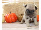 Pug PUPPY FOR SALE ADN-833072 - Beautiful Healthy AKC Pug Puppies