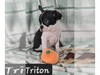 Faux Frenchbo Bulldog PUPPY FOR SALE ADN-832998 - SPECIAL Triton Male Frenchton