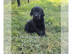 Labrador Retriever PUPPY FOR SALE ADN-832991 - Female Black Labrador