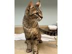 Gorda, Domestic Shorthair For Adoption In Sioux City, Iowa