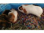 Pointisettie &roundaisy, Guinea Pig For Adoption In Salisbury, Massachusetts