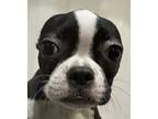 Bt Quincy Market, Boston Terrier For Adoption In Mishawaka, Indiana