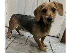 Dirk Doxie Mix, Dachshund For Adoption In Mishawaka, Indiana